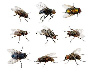 蒼蠅防治及滅殺