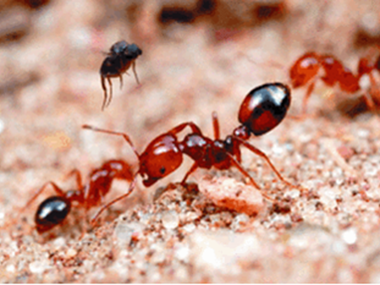 紅火蟻防治及滅殺