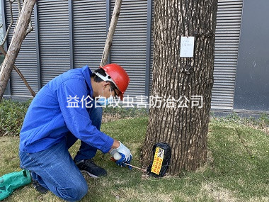 北興廠區(qū)樹(shù)木防治白螞蟻