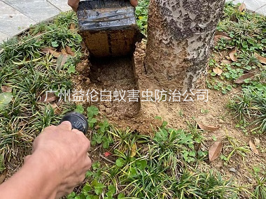 芙蓉度假村防治白蟻