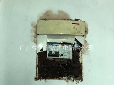 赤坭滅殺電箱白蟻