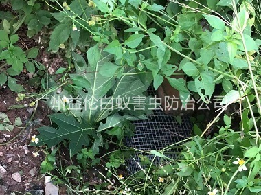 新華街道上門驅(qū)蛇防蛇