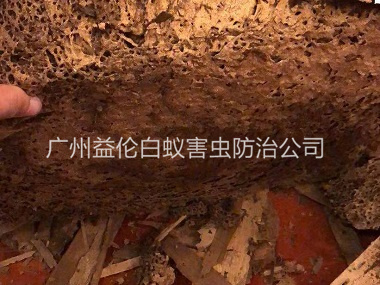 炭步西街路小區(qū)挖出白蟻巢