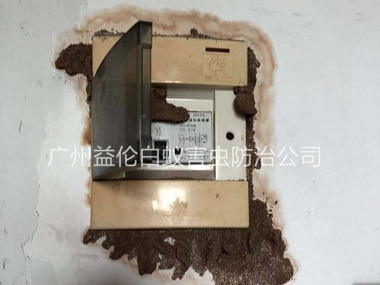花東防治電箱白蟻蟻害
