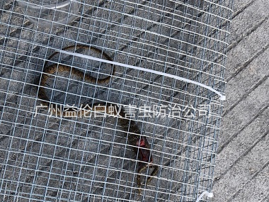 北興鎮(zhèn)上門捕蛇、抓蛇