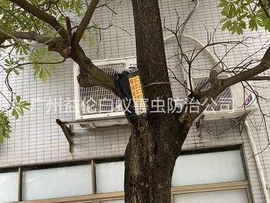 花僑鎮(zhèn)園林白蟻防治