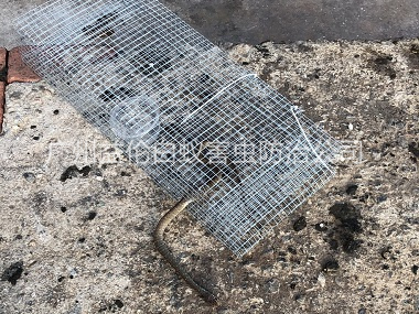 獅嶺鎮(zhèn)鎮(zhèn)上門(mén)抓蛇工程