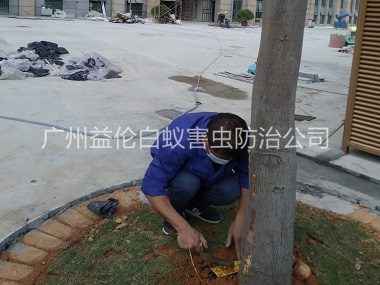 炭步裝置白蟻誘殺箱