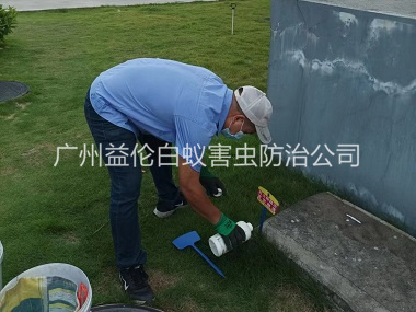 花都區(qū)紅火蟻消殺