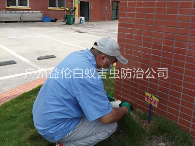 赤坭殺滅紅火蟻工程