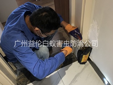 獅嶺住宅白蟻防治工程