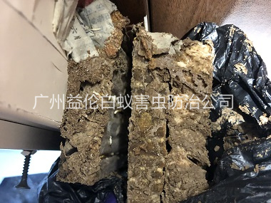 梯面白蟻巢防治工程
