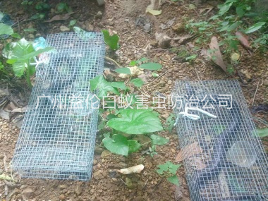 梯面上門驅(qū)蛇防蛇工程