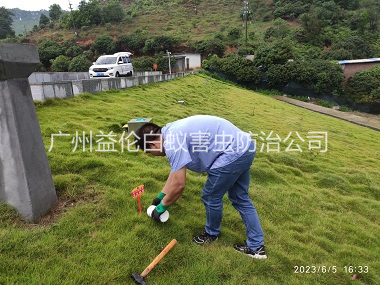 赤坭水利工程紅火蟻防治